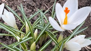 ПЕРВЫЕ РАБОТЫ ПО САДУ