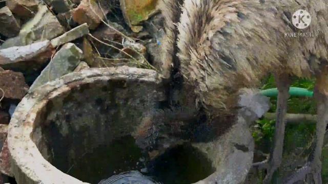 Emu birds farming смотреть онлайн
