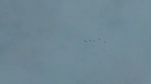 Полёт молодых минских березовых шарыпенко Виктора.