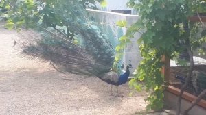 Павлин распускает хвост