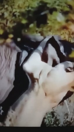 Львицы нападают на Слонов🤔#Shorts