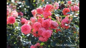 Краткий обзор розы Пинк Абунданс (Флорибунда) - Pink Abundan