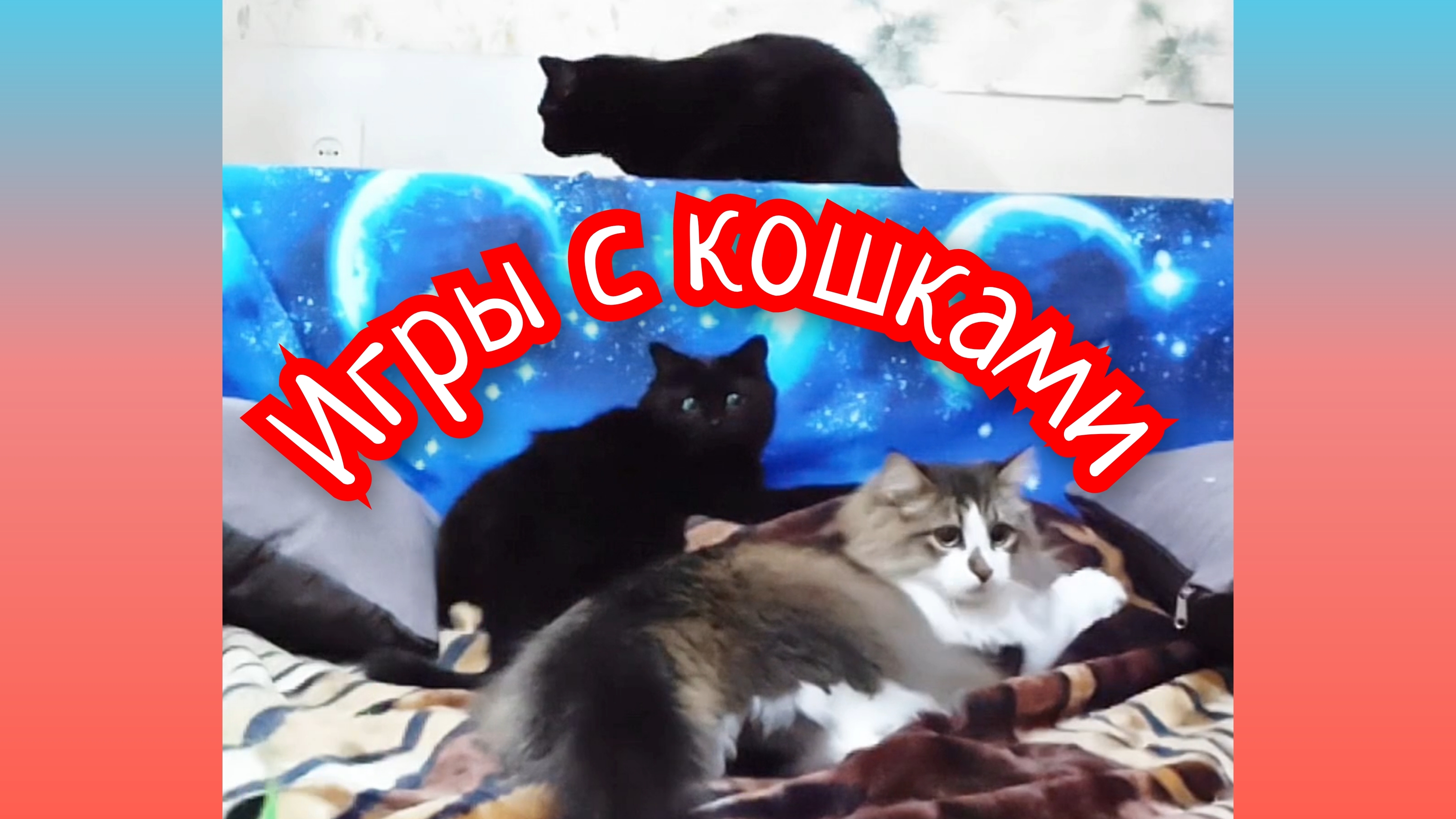 ИГРЫ С КОШКАМИ
