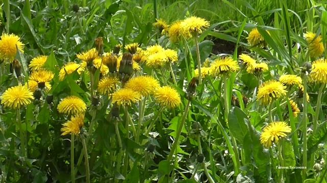 Облака, весна и рай... Игорь Двуреченский смотреть онлайн