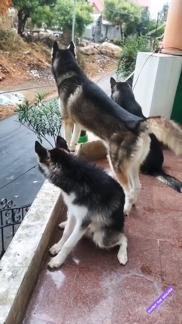 Siberian husky смотреть онлайн