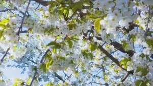 Успокаивает, восстанавливает нервную систему 🌿 Музыка для снятия стресса #5