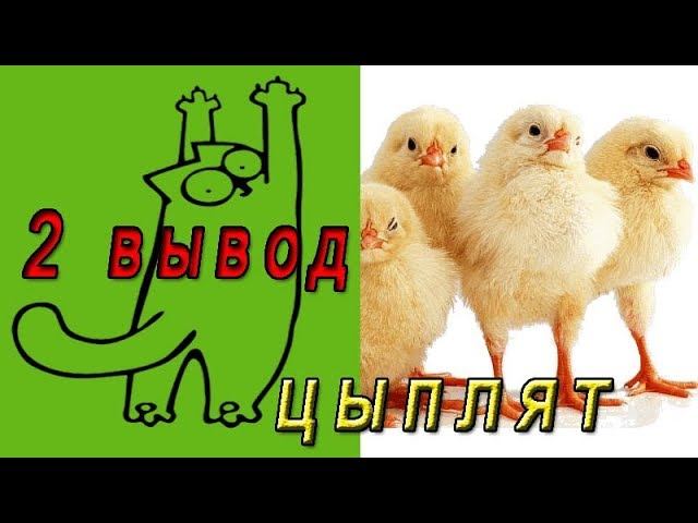 2 вывод цыплят в инкубаторе. Вылупление цыплят на 20 сутки
