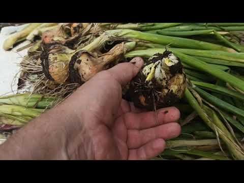 Чем заболел лук. Трескается донце головки лука.