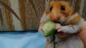 Хомяк ест огурец