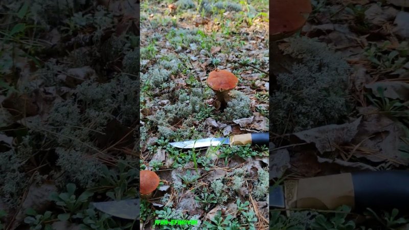 Подосиновиков много.