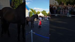 Выставка лошадей, парк Дружба, 30 июля 2023 года, Вятская лошадь