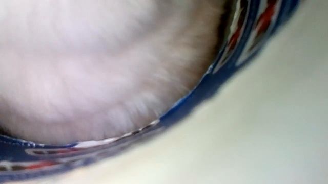 Хомяк хомка бегает по кравати смотреть онлайн