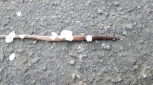 Червяк Анатолий ищет покушать...