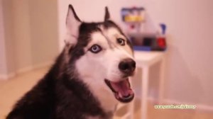Говорящие и поющие хаски подборка