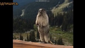 CУСЛИК КРИЧИТ!!! Прикол.