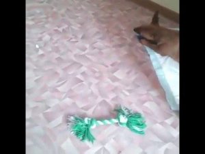 Vlog: собака хулиганит/ кто сгрыз вещи/ кто напакостил?