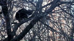 Мартовские коты