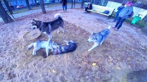 ВЛОГ: ПАПА МАЛАМУТ ВСТРЕЧАЕТ ДОЧКУ СПУСТЯ ПОЛ ГОДА / щенки в отрыве