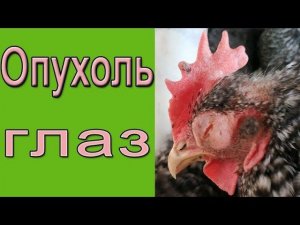 Чем болеют куры? Опухают глаза