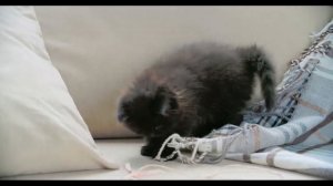 Звук кота| Мяуканье кота | Ваша кошка будет преследовать Вас. Звук кошки| kitten meow