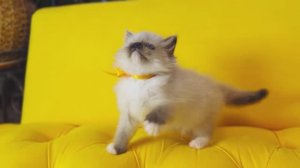 Алмаз 💎 Синеглазый рэгдолл в шикарном экстерьере! 
https://vk.com/okcats_40
Inst: @okcats_40