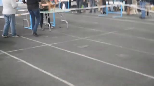 Русский той дш смотреть онлайн