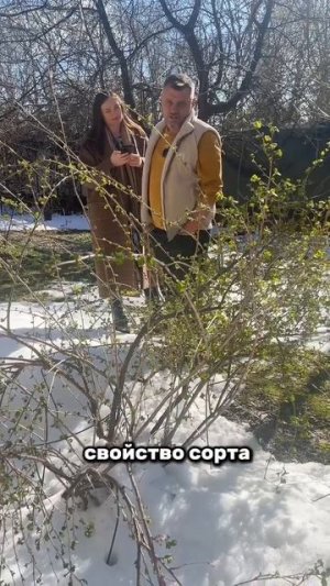 Снова ЛИСТЬЯ НА ТОМАТАХ скручиваются
