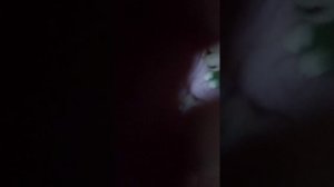 Катя и Лиам показываю своего нового реборна