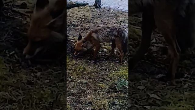 ЛИСА ОТКОПАЛА НЫЧКУ, СМОТРИ ДО КОНЦА!😀 #патрикеевна🦊 #estonianfox #aegnasaar #нычка #aegnasaar🏝 #fo