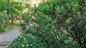 Тюльпаны на Пушкинской