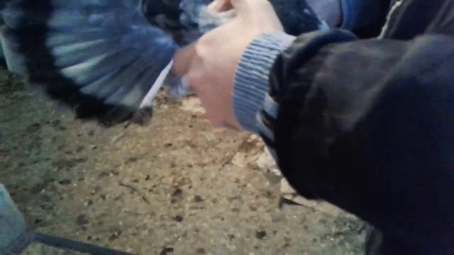 Донецкие голуби Александра смотреть онлайн