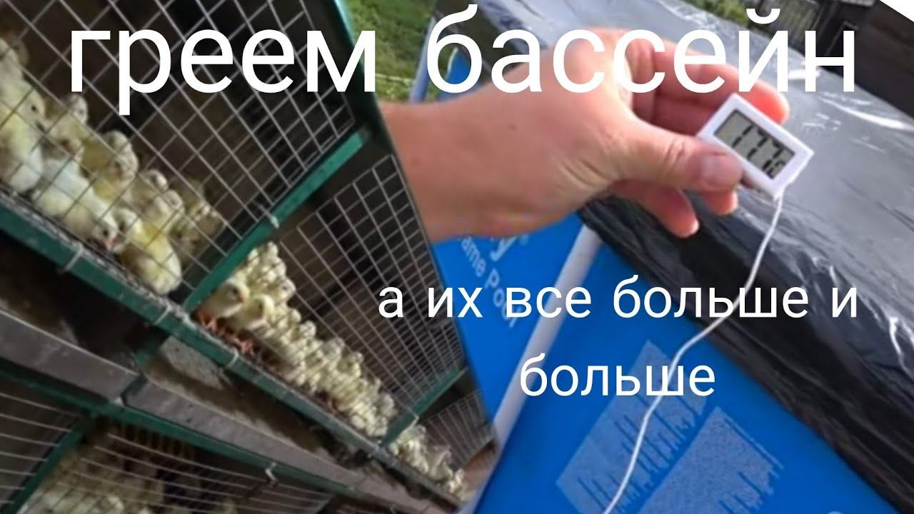 Вывел больше 1000 бройлеров // Бассейн на подогреваемой площадке, как быстро нагревается?