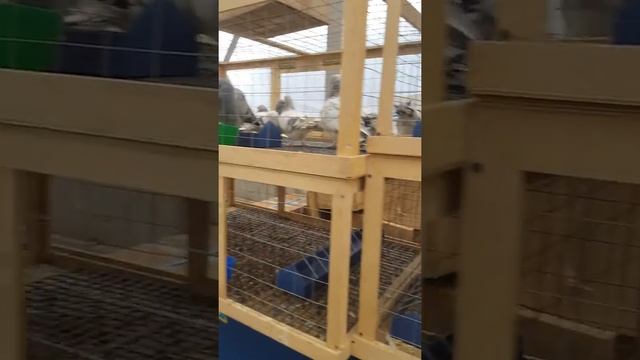 Садавод ярмарка кафтархо 27.10.2018 смотреть онлайн