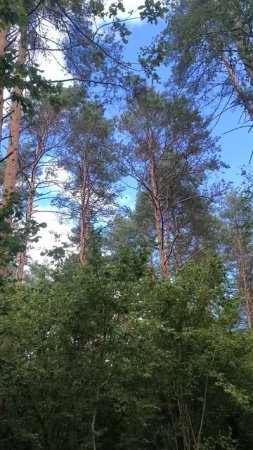 Шум сосен