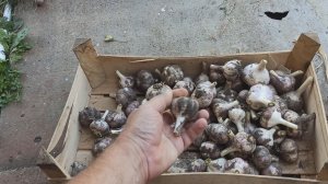 Пора убирать ЧЕСНОК. Когда следует убирать чеснок на хранение.