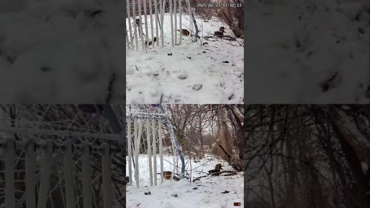 ОТКУДА ВЗЯЛАСЬ УТКА??? #hunting #весенняяохота #birds #загоннаяохота #лесной #nature #зима