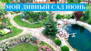Мой дивный сад. Июнь