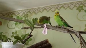 волнистые попугайчики любят пить воду с листьев