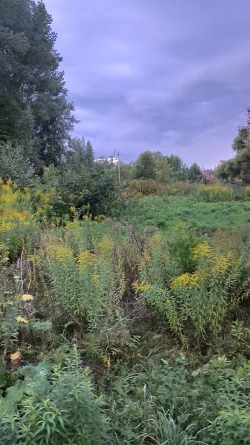 Городская природа