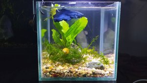 Мини аквариум нано куб "Лилипут"