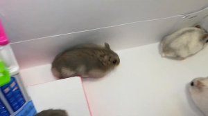 СМЕШНЫЕ УЛИТКИ и ХОМЯКИ. ГДЕ ВЫХОД из ДОМИКА.