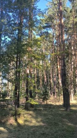 Хвойные и лиственные в парке солнечным днем