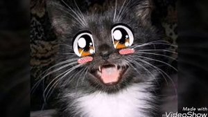 Песня Киска