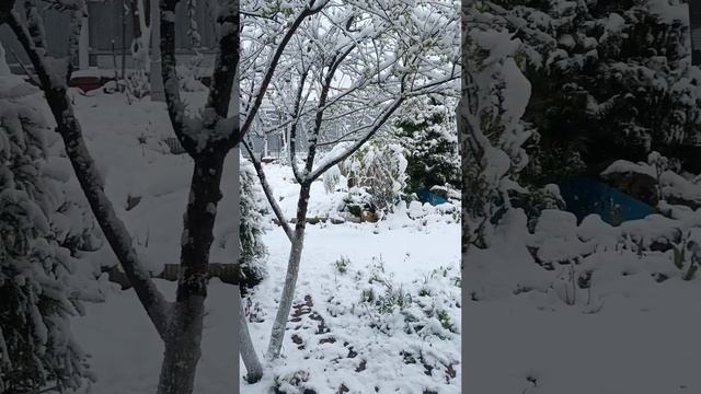 Мила на окошке Первомай все ждет,
но в конце апреля  снег- снежок идёт...