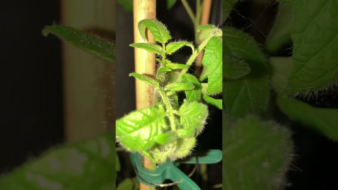 Помидоры мохнатые смотреть онлайн