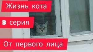 Жизнь кота от первого лица: залез на сарай и не смог слезть. 3 серия