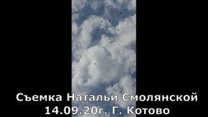 Николаевские голуби Сергея Родионова (Голубиный рай). Волгоград. Часть 91