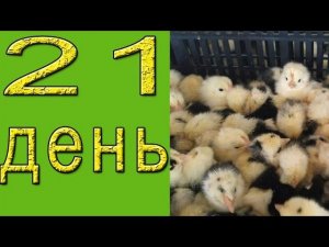 Вывод цыплят в инкубаторе | Цыплята в инкубаторе 21 день