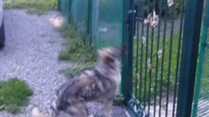 Собака открывает калитку