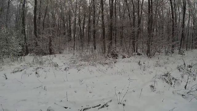Охота в загоне на косулю!!!
